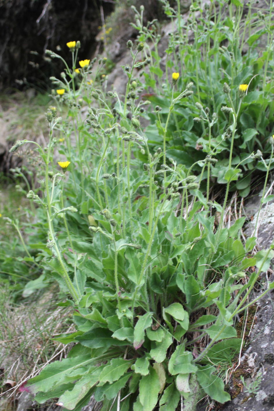 Hieracium amplexicaule  / Sparviere a foglie abbraccianti